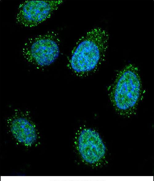 3 - DTNA Antibody (C-term) AP12573B