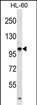 1 - TTLL4 Antibody (Center) AP12581c