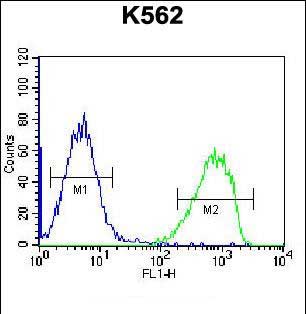 4 - SPINK8 Antibody (C-term) AP12598b