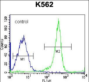4 - EIF3CL Antibody (N-term) AP12609a