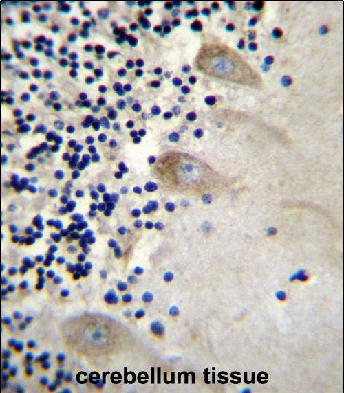 14 - EIF3CL Antibody (N-term) AP12609a