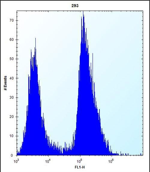 4 - TRIP13 Antibody (C-term) AP12636b