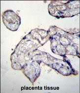 14 - TRIP13 Antibody (C-term) AP12636b