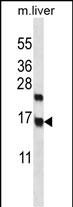 1 - CCDC58 Antibody (N-term) AP12660a