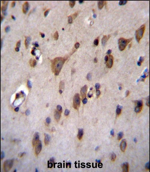 14 - EFCAB4A Antibody (N-term) AP12675a