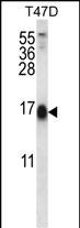 1 - SKA2 Antibody (N-term) AP12680a