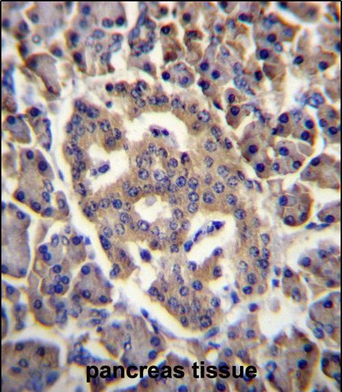 14 - SPNS3 Antibody (C-term) AP12683b