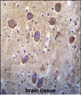 14 - SIGLEC11 Antibody (C-term) AP1629b