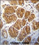 14 - EIF2C2 Antibody (N-term) AP1903a