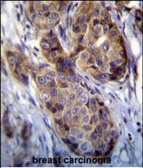 14 - MAGEA12 Antibody (N-term) AP6162a