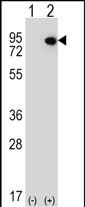 1 - ELF4 Antibody (N-term) AP12761A
