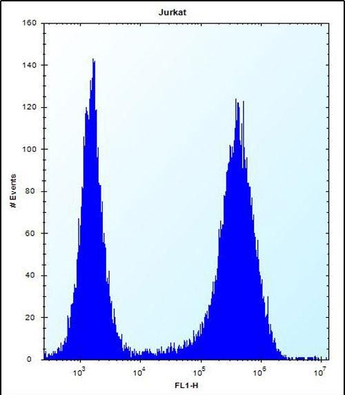 4 - SPOPL Antibody (Center) AP12768c