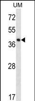 1 - SPOPL Antibody (Center) AP12768c