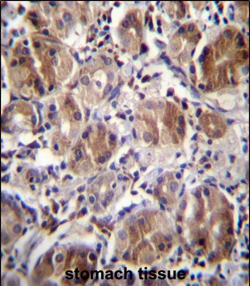 14 - DULLARD Antibody (Center) AP12805c