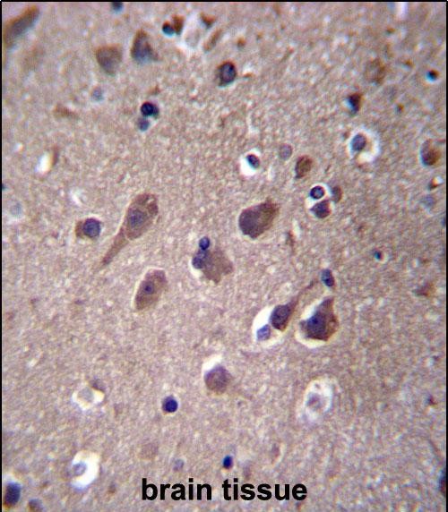 14 - PHACTR3 Antibody (N-term) AP12836A