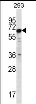 1 - PHACTR3 Antibody (N-term) AP12836A