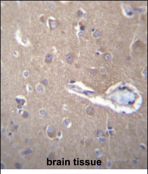 14 - SEC62 Antibody (N-term) AP12850a