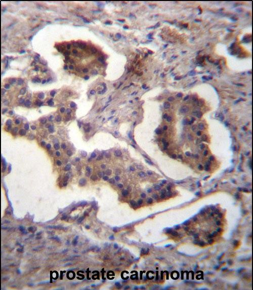 14 - GUF1 Antibody (N-term) AP12858A