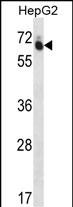 1 - GUF1 Antibody (N-term) AP12858A