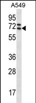 1 - PIK3AP1 Antibody (C-term) AP12861b