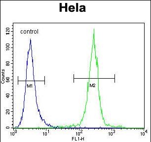 4 - COCH Antibody (Center) AP12909c