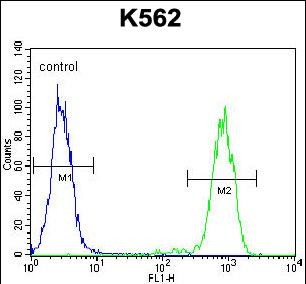 4 - ELAVL2 Antibody (Center) AP12937c
