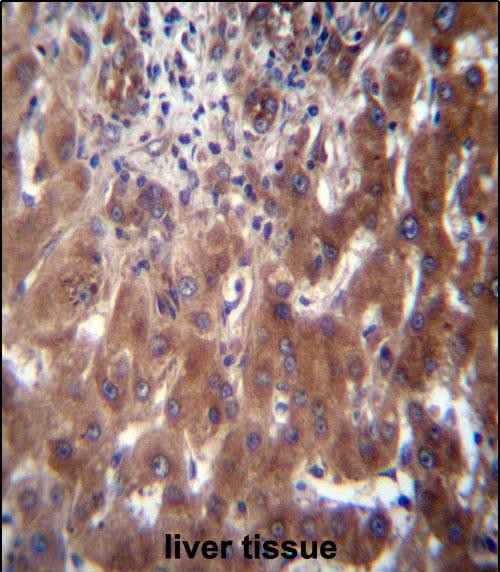 14 - SCLT1 Antibody (C-term) AP12942b