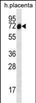1 - SCLT1 Antibody (C-term) AP12942b