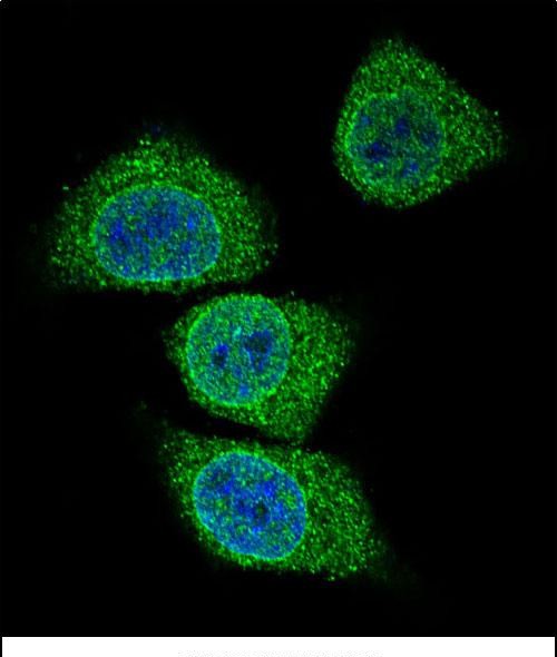 3 - GIF Antibody (Center) AP12975C