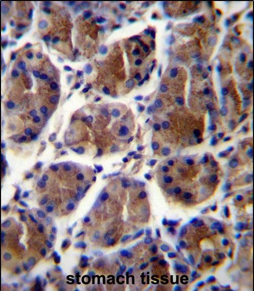 14 - GIF Antibody (Center) AP12975C