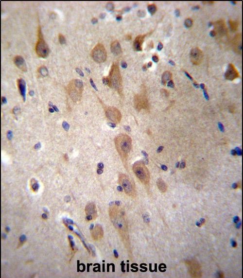 14 - GRIP2 Antibody (Center) AP12980C