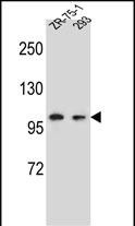 1 - GRIP2 Antibody (Center) AP12980C