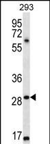 1 - MESP1 Antibody (N-term) AP13093a