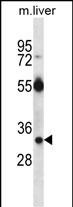1 - RASD1 Antibody (C-term) AP13102b