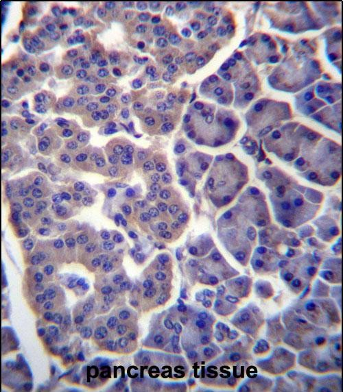 14 - TM9SF2 Antibody (N-term) AP13152A