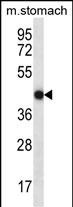 1 - FGD2 Antibody (C-term) AP13191b