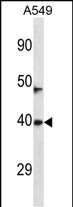 1 - NEURL3 Antibody (C-term) AP13218b
