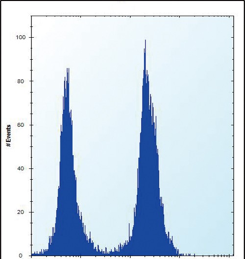 4 - SLC16A10 Antibody (C-term) AP13235B