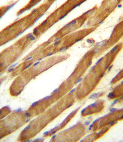 14 - SLC16A10 Antibody (C-term) AP13235B
