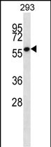 1 - ZNF697 Antibody (N-term) AP13274a