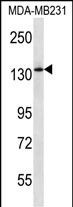 1 - PIK3R4 Antibody (Center) AP13309c