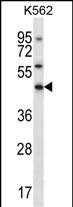 1 - ELAVL3 Antibody (N-term) AP13333a