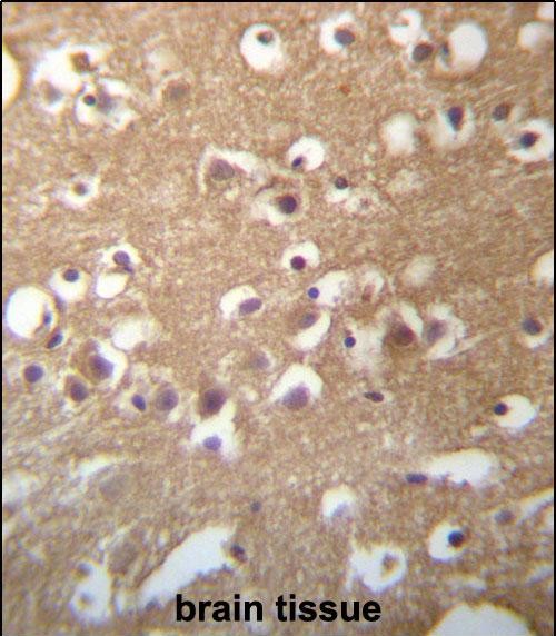 14 - TMCC3 Antibody (Center) AP13346c