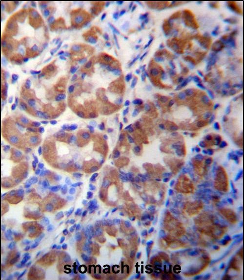 14 - WDR89 Antibody (C-term) AP13408b