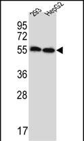 1 - ERV3 Antibody (C-Term) AP13435B