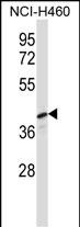 1 - PELI3 Antibody (N-term) AP13453A