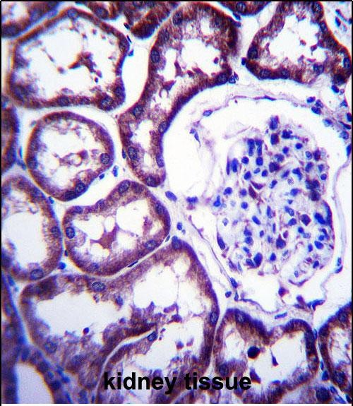 14 - TXNDC15 Antibody (C-term) AP13456B