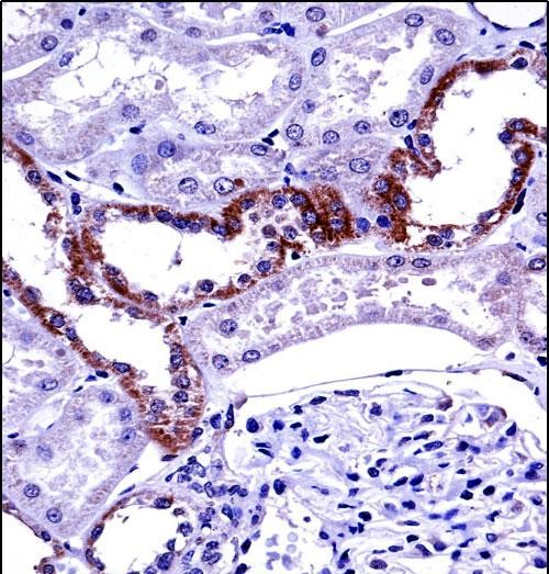 14 - MCOLN1 Antibody (C-term) AP13551B