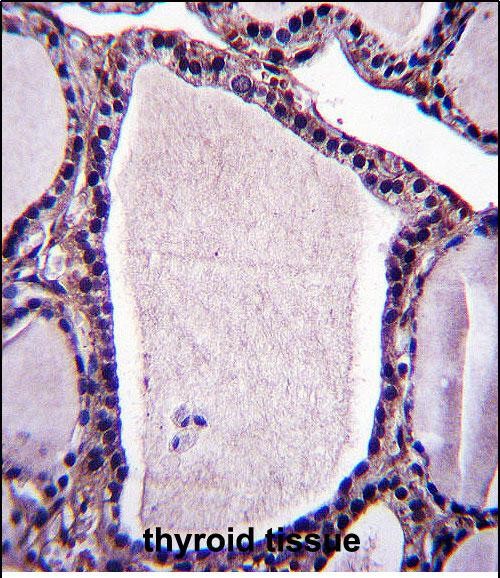 14 - NSMAF Antibody (N-term) AP13585a