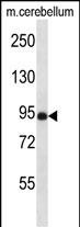 1 - NSMAF Antibody (N-term) AP13585a